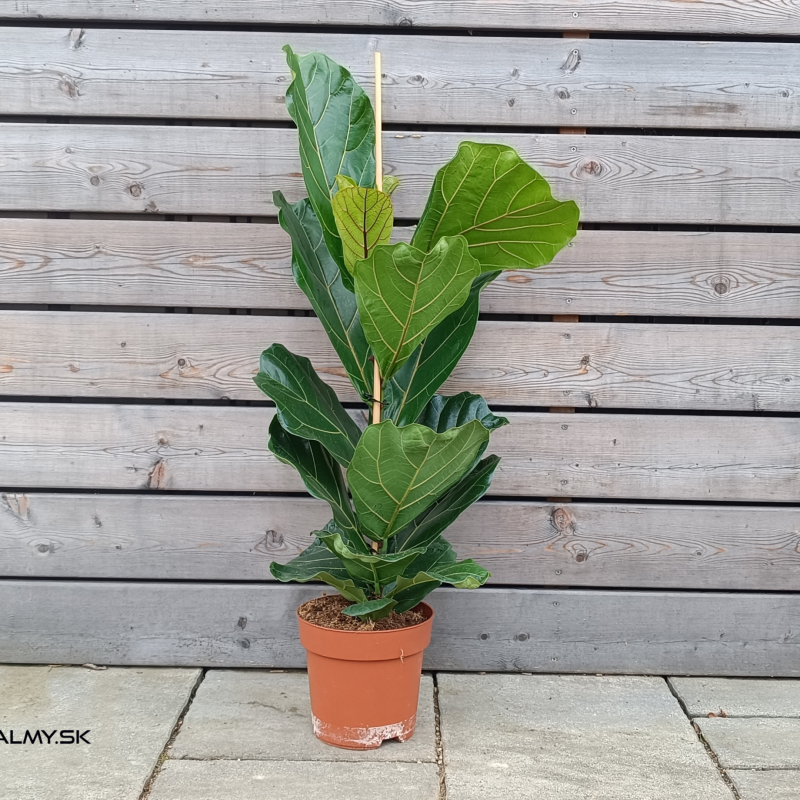 Ficus lyrata (Fikus lýrovitolistý) - kont. C3L, výška 70-80 cm